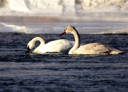 Trumpeter swans at Seedskadee National Wildlife Refuge photo