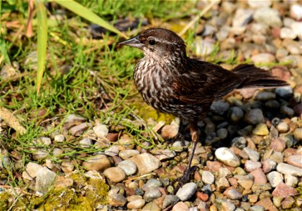 Red-winged blackbird at Seedskadee National Wildlife Refuge