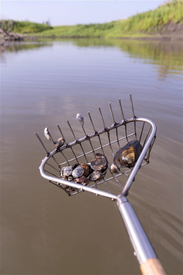 Mussel Collection in SD's James River
