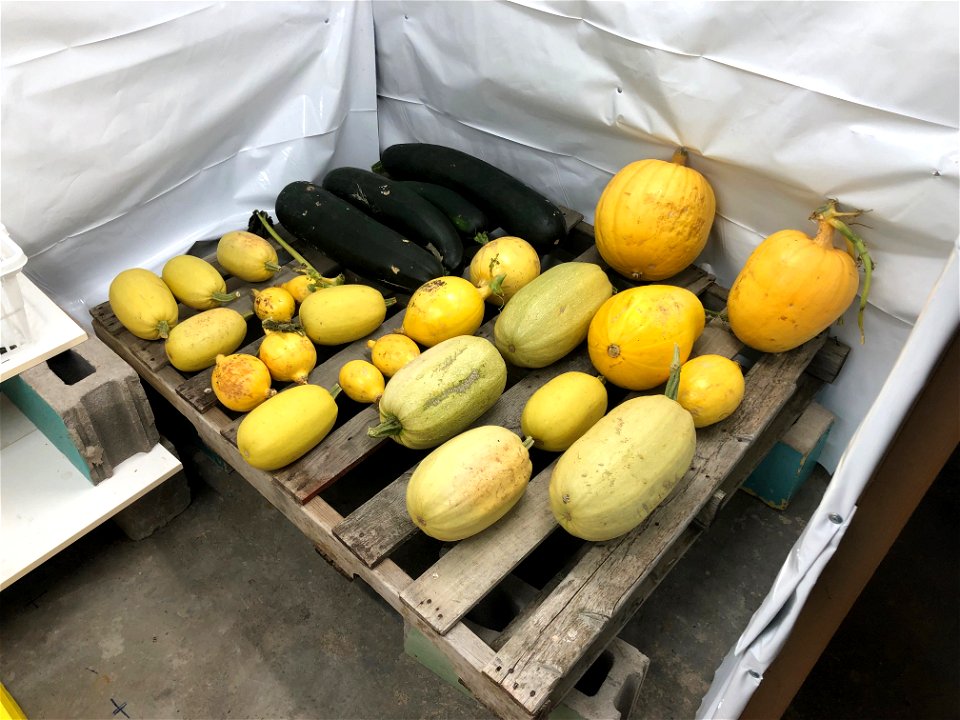Squash in the Basement Cold Room