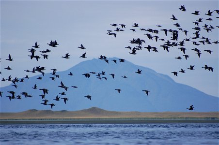 Brant & Amak Island
