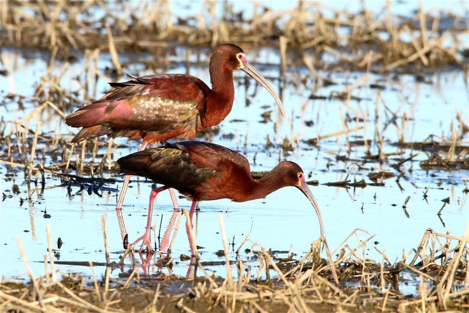 White-faced Ibis Huron Wetland Management District South Dakota photo