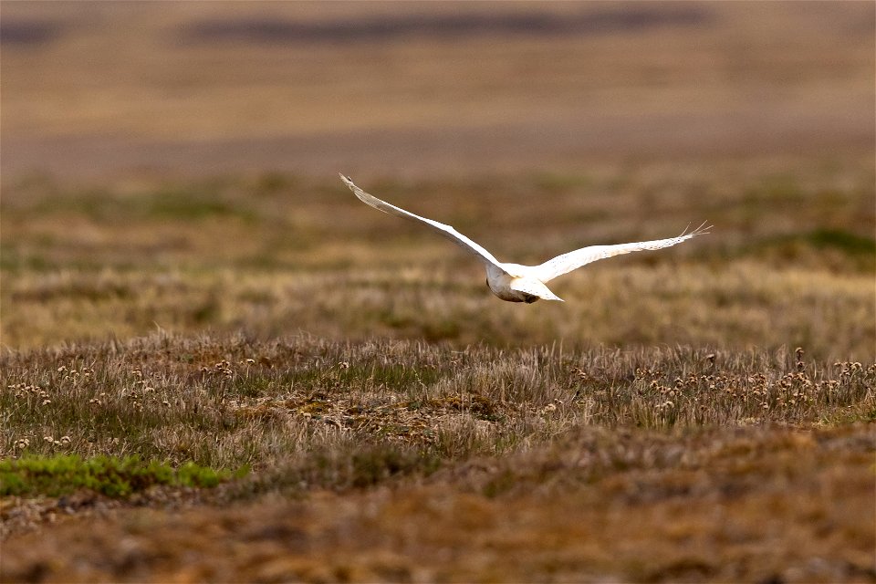 Snowy owl flight photo