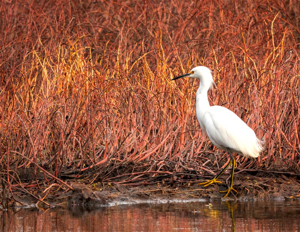 Snowy Egret photo