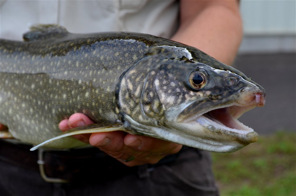 Lake Trout photo