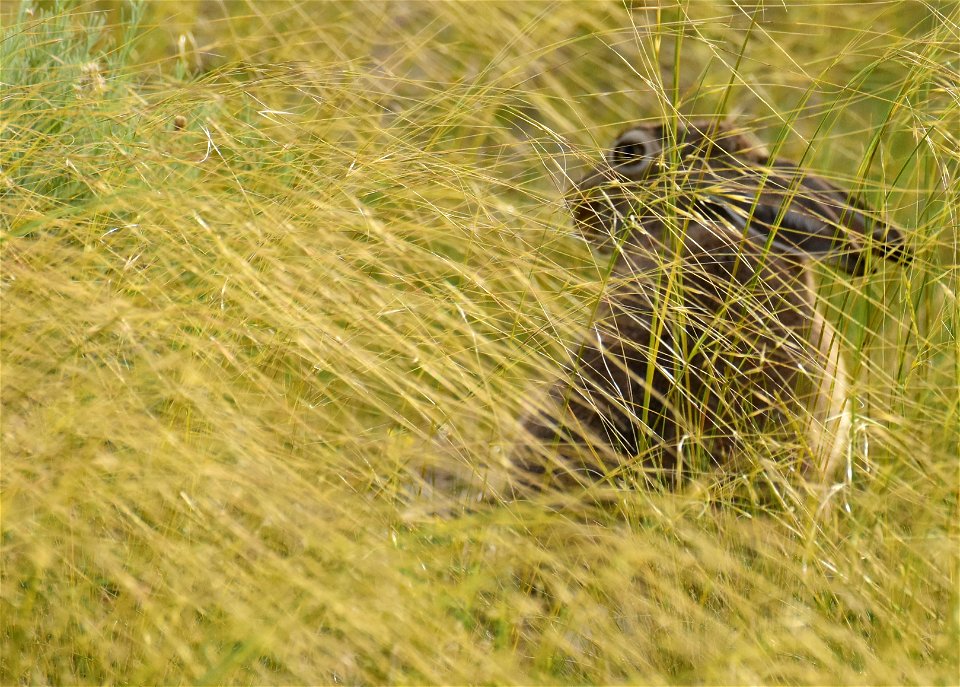 White tailed jackrabbit at Seedskadee National Wildlife Refuge Wyoming
