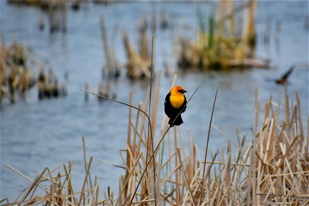 Yellow-headed Blackbird Lake Andes Wetland Management District South Dakota. photo