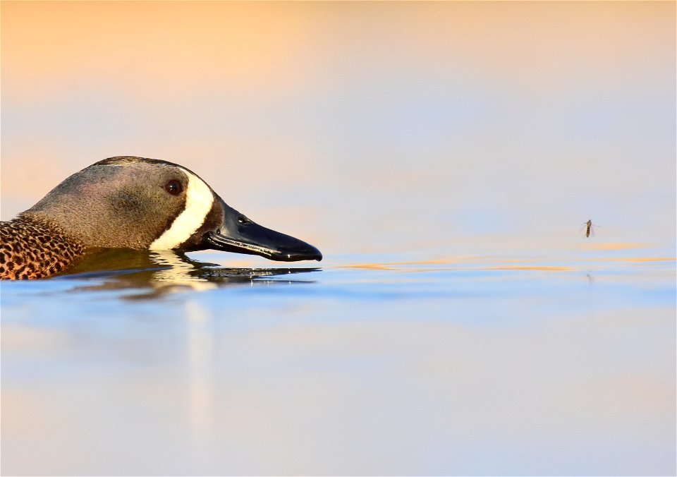 Blue-winged teal at Seedskadee National Wildlife Refuge
