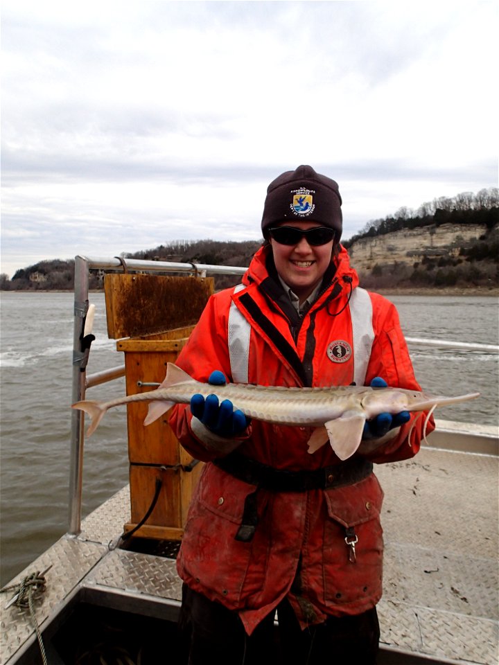 Holding a Pallid Sturgeon