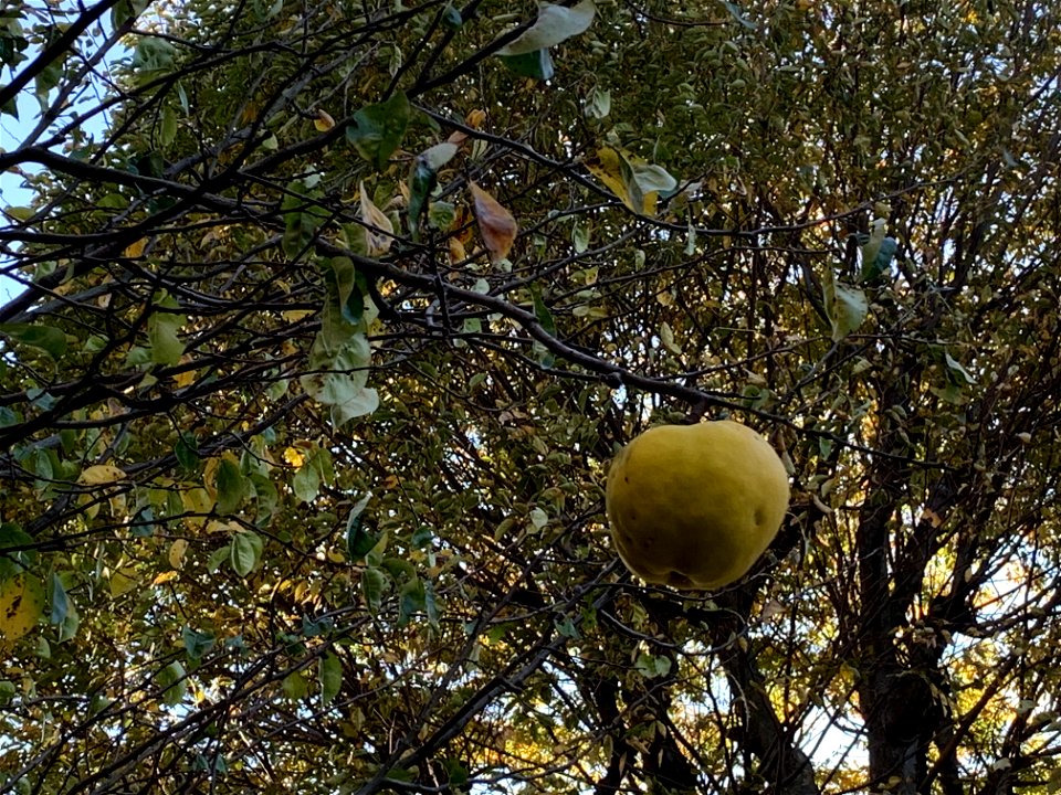 Takiyama, Higashikurume-shi in November