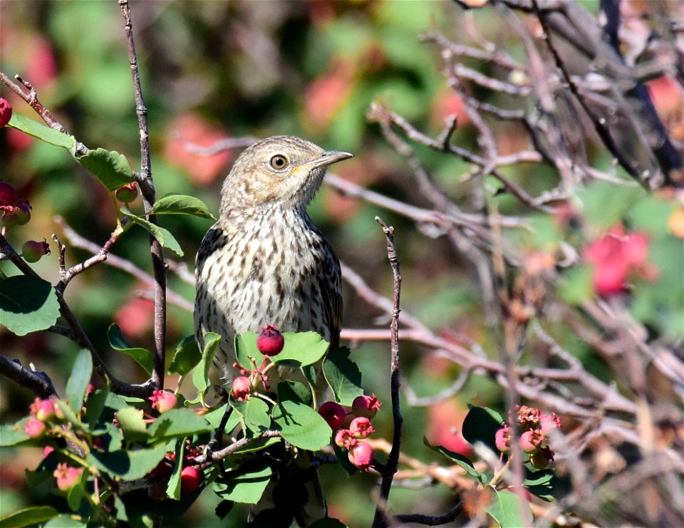 Sage thrasher at Seedskadee National Wildlife Refuge