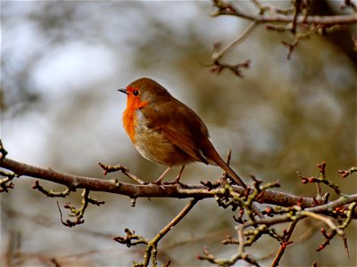 Robin on Watch photo