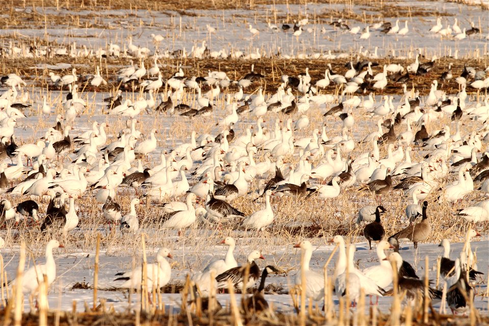 Spring Goose Migration Huron Wetland Management District South Dakota