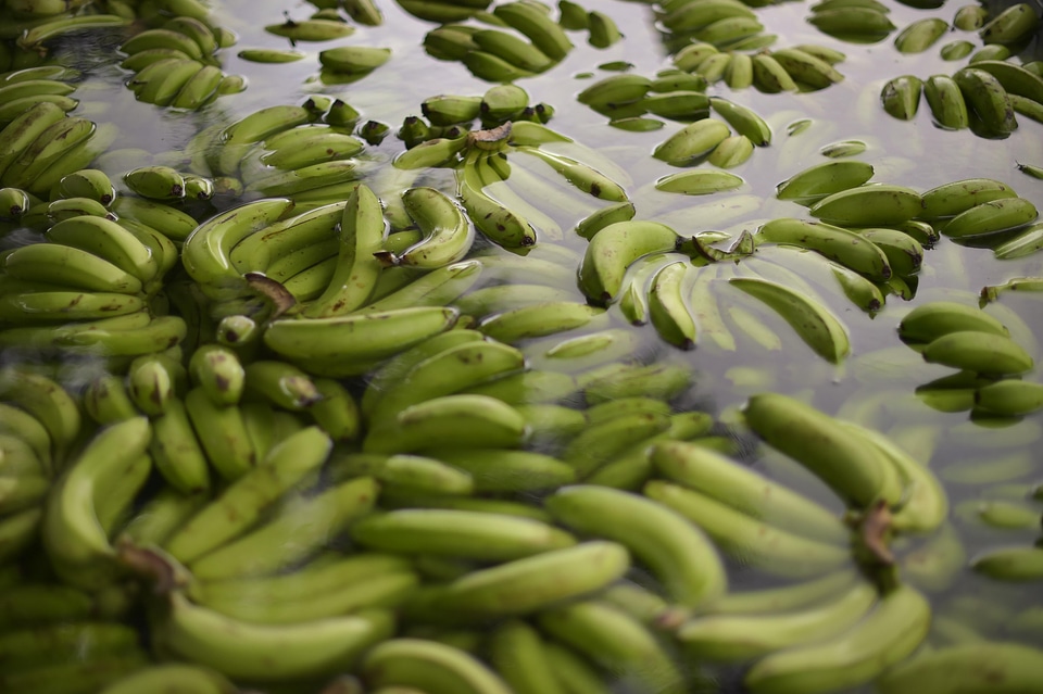 Bunch of bananas fresh fruits food