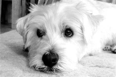 National Dog Day. Celebrated annually every August 26th, National Dog Day is a day for people to recognize the importance of dogs and how they impact their lives on a daily basis.