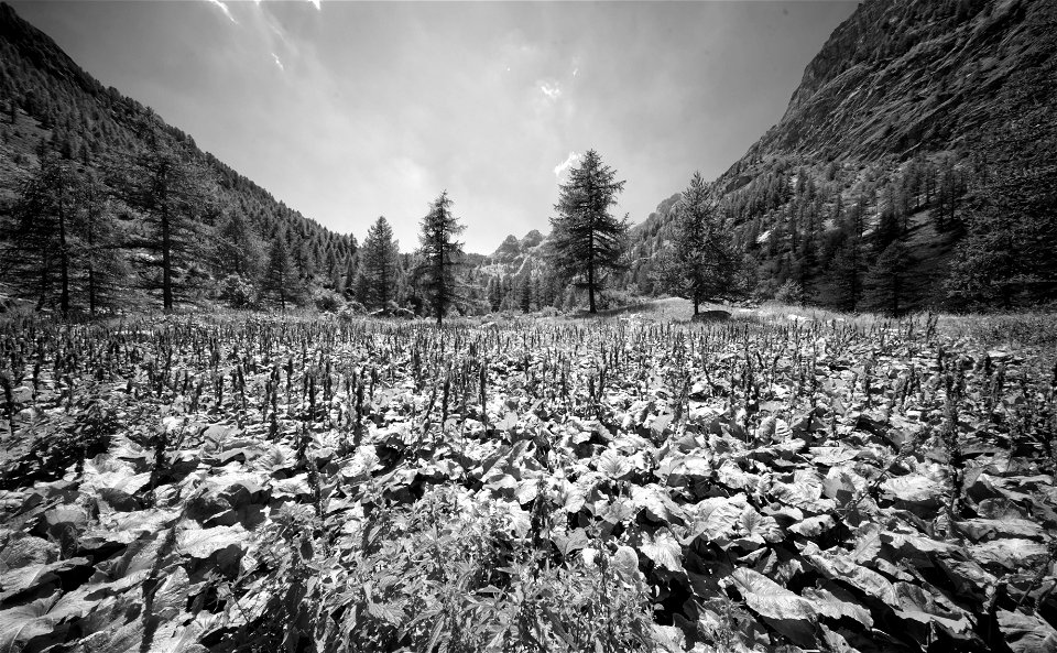 Mountain scene photo