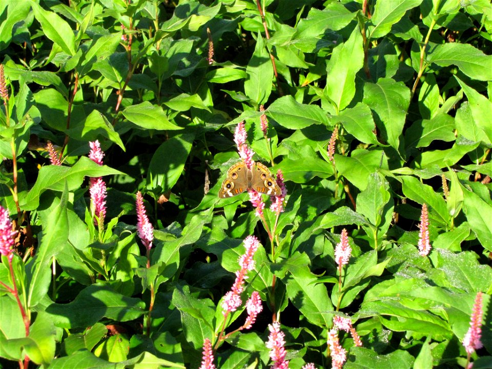 Buckeye Butterfly