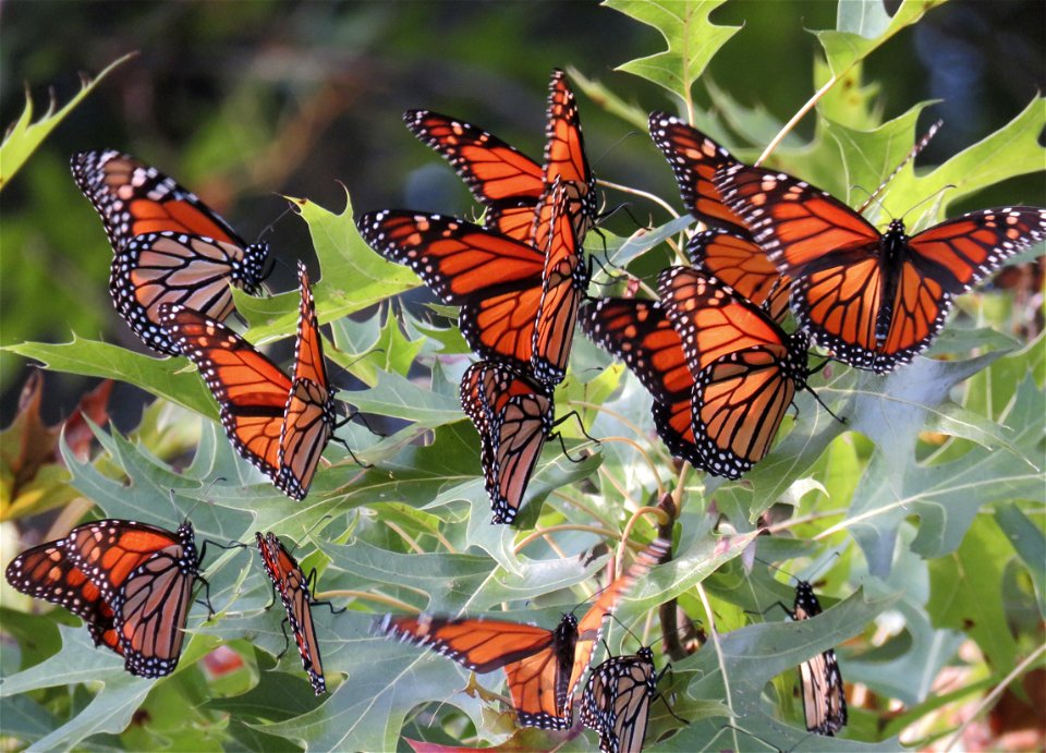 Roosting Monarch Butterflies
