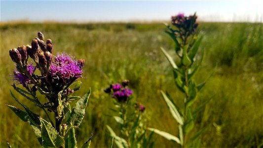 Ironweed Lake Andes Wetland Management District South Dakota