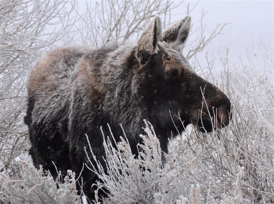 Moose at Seedskadee National Wildlife Refuge photo