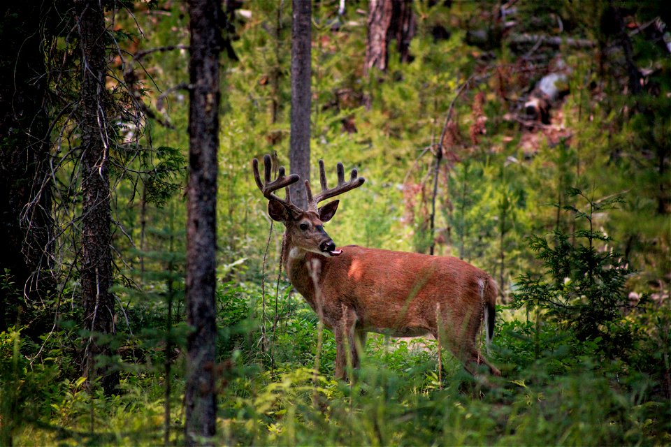 White-tailed deer (Odocoileus virginianus) photo