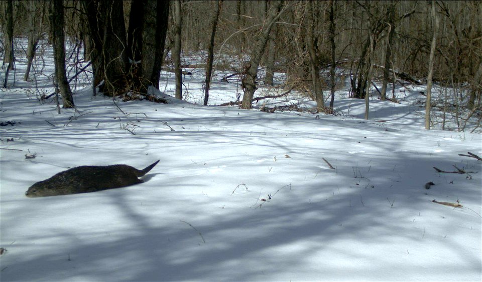 River Otter Slide photo