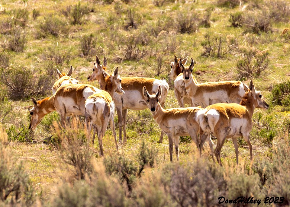 Pronghorn