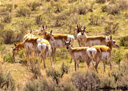Pronghorn