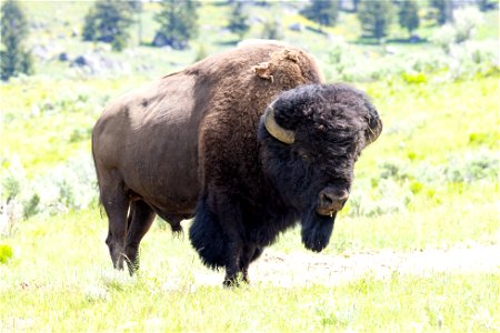 Bull bison near Slough Creek photo