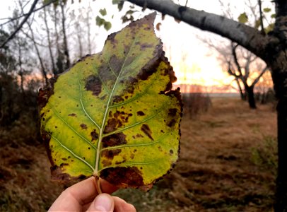 One Hefty Poplar Leaf