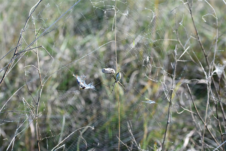 Banded Garden Spider Lake Andes Wetland Management District South Dakota