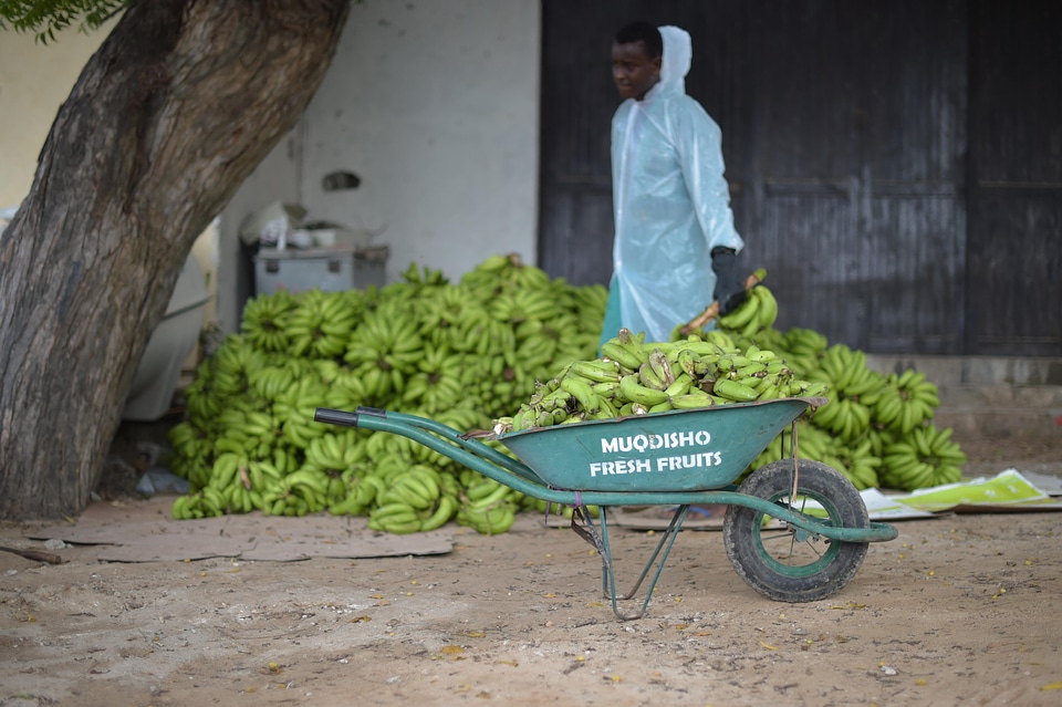 Wheelbarrow bunch of bananas sales