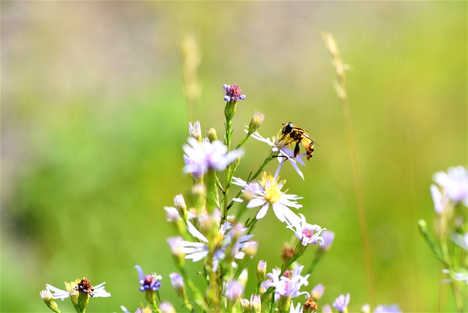 Narrow-headed marsh fly photo