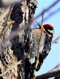 Red-naped sapsucker at Seedskadee National Wildlife Refuge photo