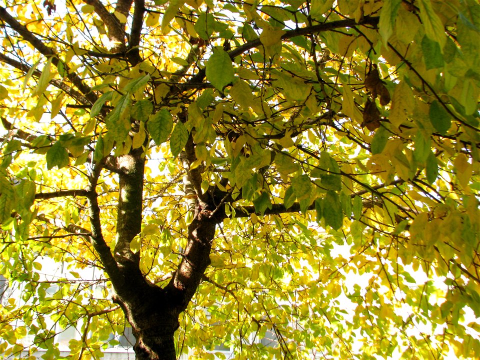 toamna2009_1120_112713