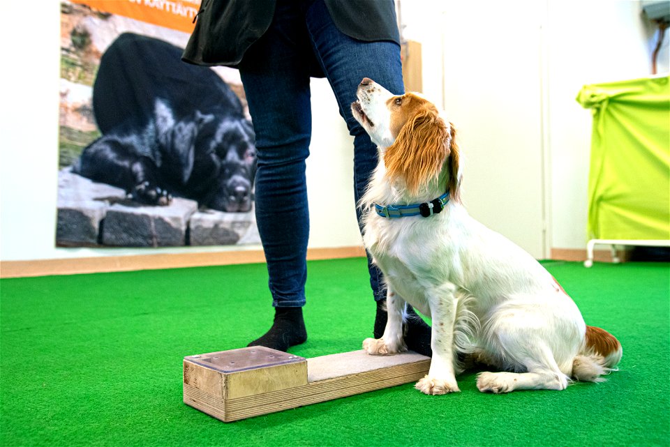 SmartDog, Riihimäki