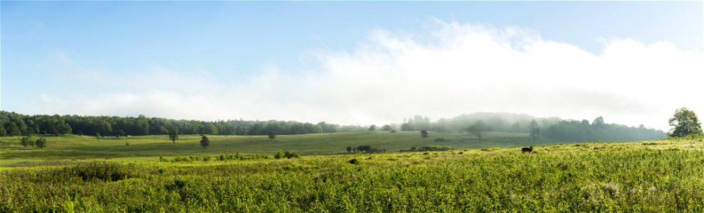 Panorama of Big Meadows Deer photo