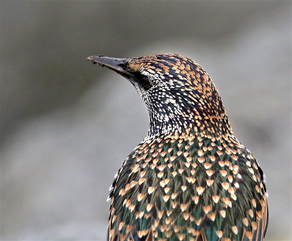 772 - EUROPEAN STARLING (10-29-2021) cresent city, del norte co, ca -03