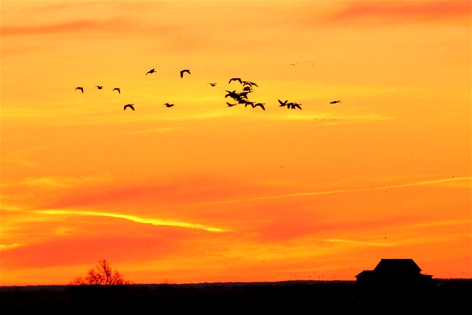 Waterfowl Migration at Sunset on the Huron Wetland Management District