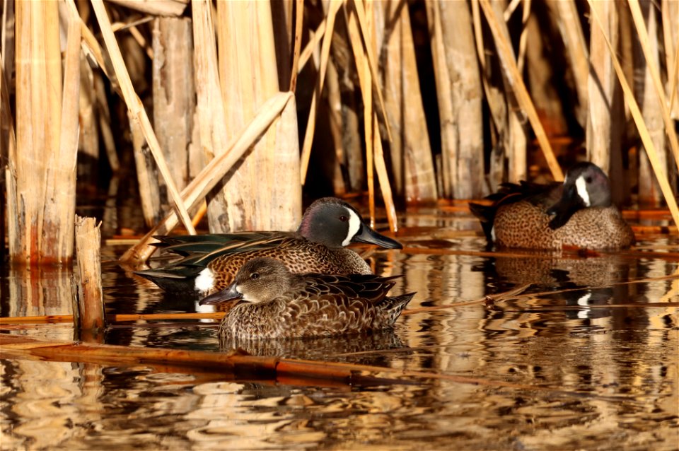 Blue-winged Teal, Huron Wetland Management District