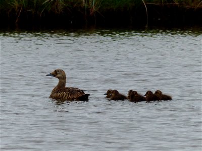 Spectacled eider brood photo