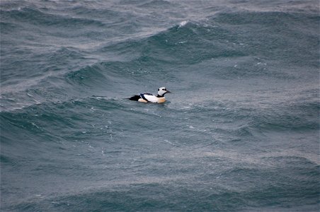 Steller's Eider