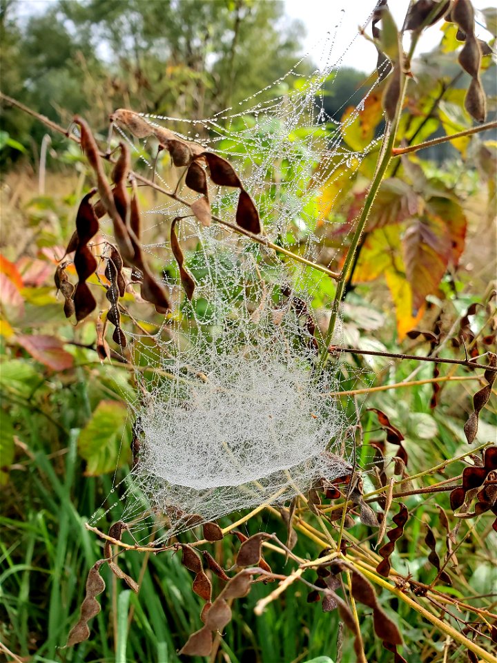 Bowl-and-Doily Spider Web photo