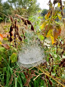 Bowl-and-Doily Spider Web