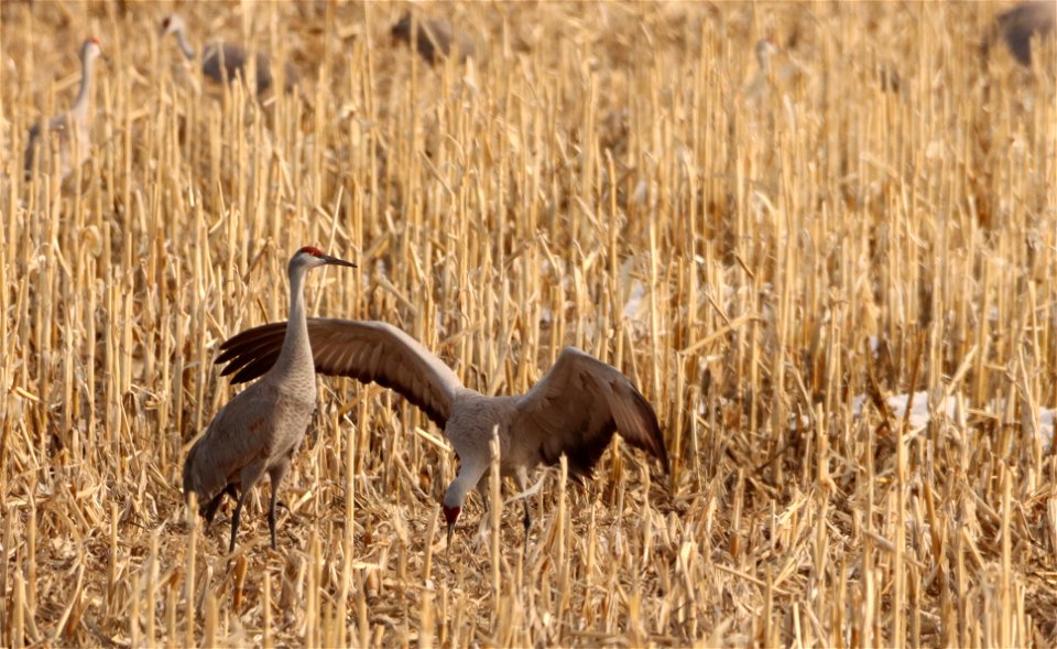 Sandhill Cranes Huron Wetland Management District South Dakota