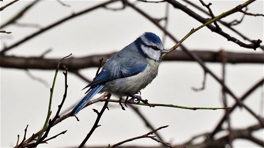 Auch die Blaumeise wurde etwas durchgepustet