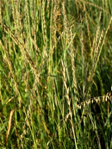 Side Oats Gramma Lake Andes Wetland Management District South Dakota