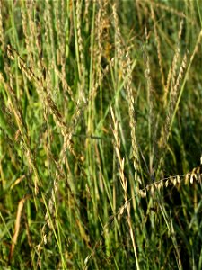 Side Oats Gramma Lake Andes Wetland Management District South Dakota photo