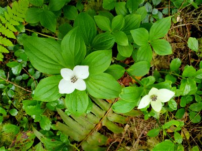Bunchberry aka Dwarf Dogwood, Mt. Baker-Snoqualmie National Forest. Photo by Anne Vassar May 17, 2021.