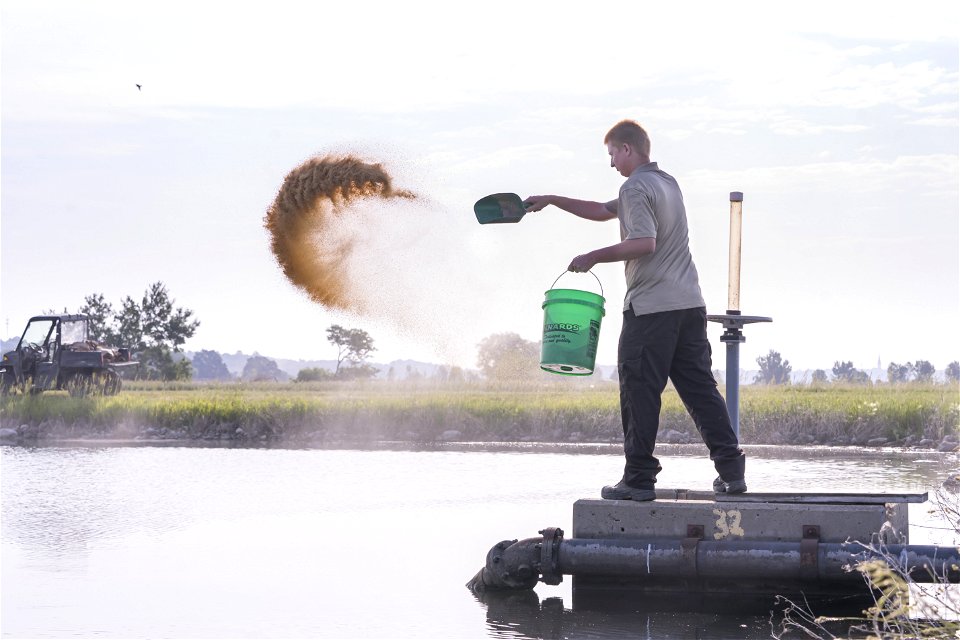 Fertilizing a Hatchery Pond